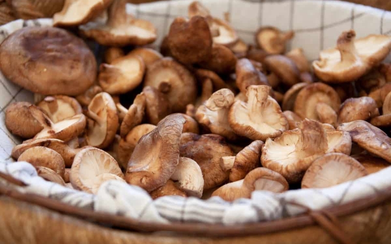 Que comer en la Vall de Boí